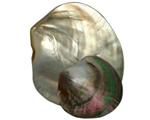 Nacre perlière polie (9-10 cm)